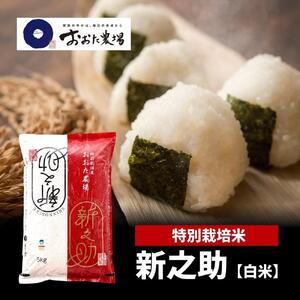 【令和5年産】新潟県上越産   特別栽培米新之助   白米   5kg×1袋