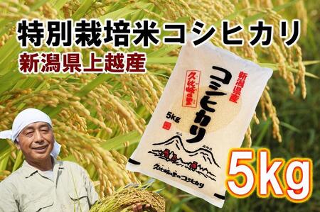 【先行販売】新潟県上越産特別栽培米コシヒカリ5kg【白米】令和6年度産