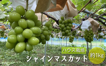 【早期予約】桃山ぶどう園のシャインマスカット約1kg（ハウス栽培）