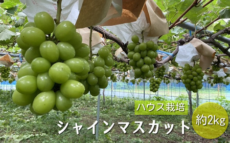 【早期予約】桃山ぶどう園のシャインマスカット約2kg（ハウス栽培）