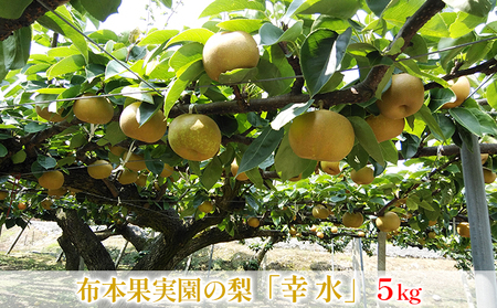 【早期予約】布本果実園の梨「幸水」5kg