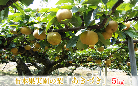 【早期予約】布本果実園の梨「あきづき」5kg