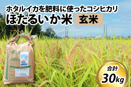 【訳あり】ほたるいか米（玄米３０kg）【通年発送】