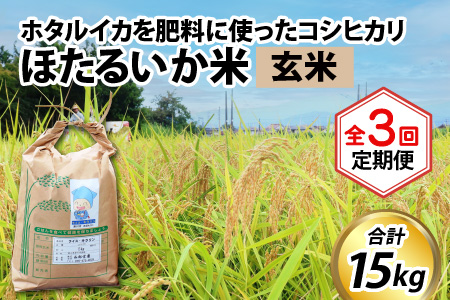 【訳あり】ほたるいか米（玄米５kg）×3回 計15kg【3ヶ月定期便】 