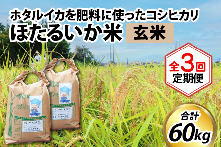 【訳あり】ほたるいか米（玄米20kg）×3回 計60kg【3ヶ月定期便】 