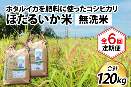 【訳あり】ほたるいか米（無洗米20kg）×6回 計120kg【6ヶ月定期便】