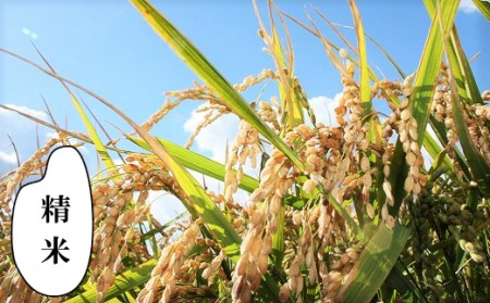 【精米12ヶ月定期便】特別栽培「きなうす米」ななつぼし10kg×12回