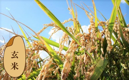 【玄米12ヶ月定期便】特別栽培「きなうす米」ふっくりんこ10kg×12回