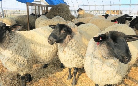 くりやま羊の原毛100％