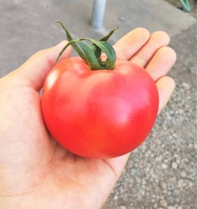 北海道栗山町産 うまみぎっしり大玉トマト ２kg