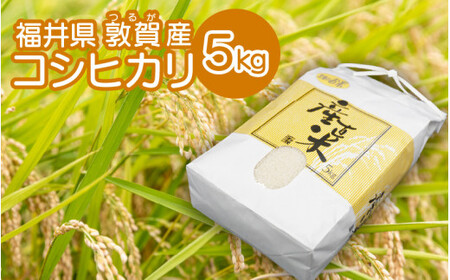 [051-a008] 敦賀産コシヒカリ 5kg × 1袋
