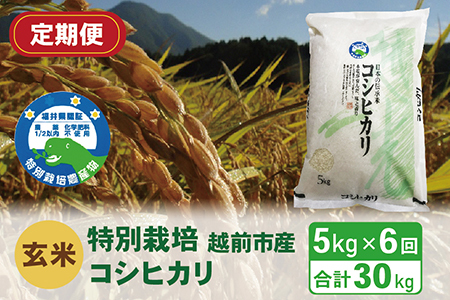 〈先行予約〉【定期便6回】（令和5年度新米 玄米）特別栽培 越前市産コシヒカリ 5kg×6回