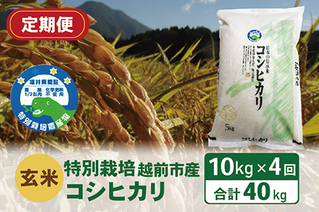 〈先行予約〉【定期便4回】（令和5年度新米 玄米）特別栽培 越前市産コシヒカリ  10kg×4回