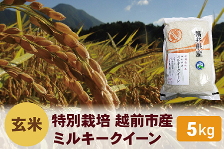 【令和5年度新米 玄米】特別栽培 越前市産ミルキークイーン 5kg