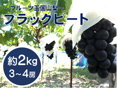 【先行予約2024年発送】希少品種「ブラックビート」3～4房（約2kg）黒葡萄 　山梨　ぶどう　黒