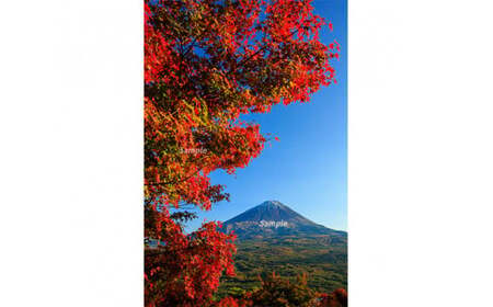 富士山フォトパネル（紅葉） NSF009