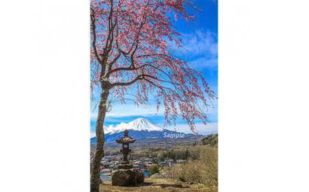 富士山フォトパネル（桜） NSF010