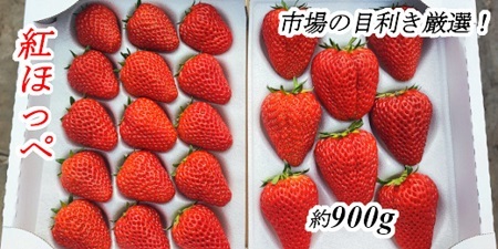 【012-31】市場の目利きが選ぶ　いちご 約900g　（紅ほっぺ）　