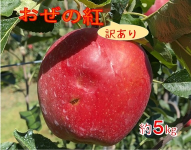 【009-33】信州のりんご　おぜの紅　訳あり家庭用　約5キロ