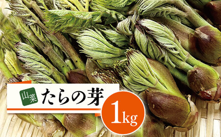 山菜 たらの芽 1kg