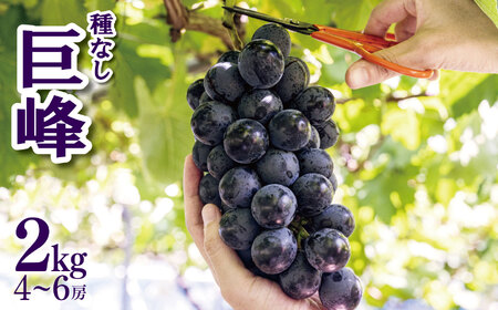種なし巨峰２㎏（４房～６房） | 先行 予約 ぶどう 葡萄 種なし フルーツ 特産品 千曲市 長野県 人気 くだもの おやつ  ながの きょほう