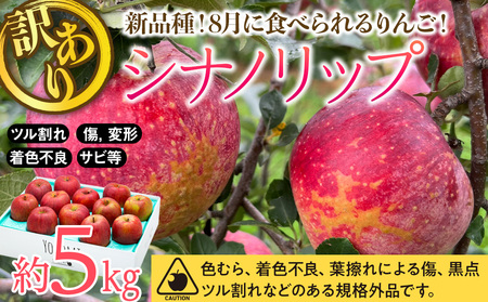 【2024年/令和6年度発送分！先行予約】 訳あり 新品種！8月に食べられるりんご！シナノリップ　約5kg