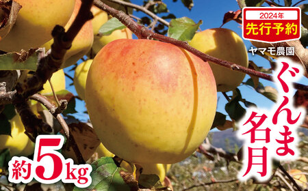 2024年先行予約 ヤマモ農園 ぐんま名月約5kg | 果物 フルーツ りんご リンゴ 林檎 ぐんま名月 長野県 松川村 信州