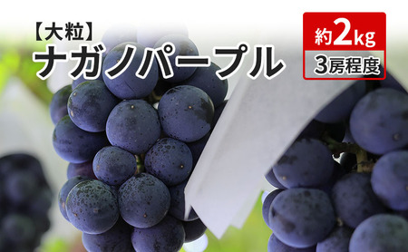 ナガノパープル 約2kg 3～4房 長野 坂城町産 ぶどう K＆Y農園 ブドウ フルーツ 果物