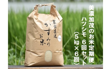 令和5年産米 美濃加茂の お米定期便（毎月） 6回セット ( 5kg×6回 ) | ハツシモ 春見ライス 米 コメ M41S03
