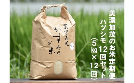 美濃加茂のお米定期便12回セット（5kg×12回） | ハツシモ 春見ライス 米 コメ M82S01