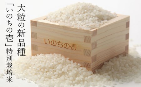 【10月中旬より発送】先行予約 新米 令和5年産 特別栽培米 『いのちの壱』 5kg×3 計15kg  [Q790]syun16