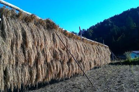 《事前予約制》新米　特別栽培米 コシヒカリ10kg 若手農家のこだわりのお米《発送は2019年10月以降》［B0241］