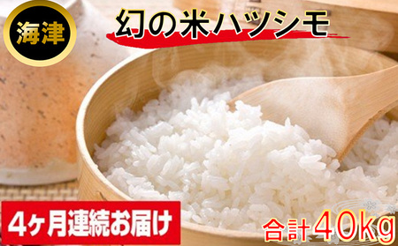 米 定期便 10kg 4ヶ月 幻の米 ハツシモ