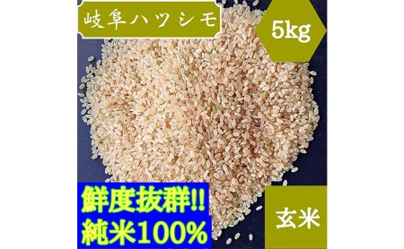 令和3年産岐阜ハツシモ　5kg 玄米