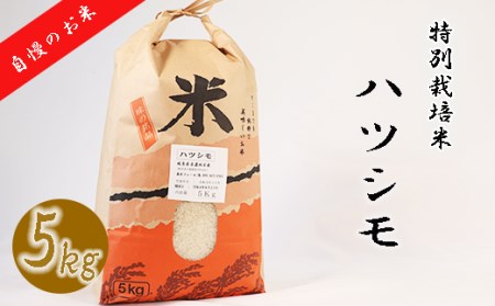 【特別栽培米】垂井町産ハツシモ5kg