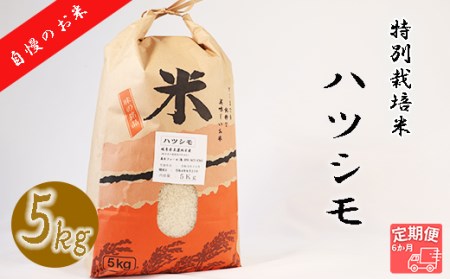 【6か月定期便】【特別栽培米】垂井町産ハツシモ(5kg×6回）