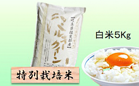 特別栽培米★白米５kg 【ミルキークイーン】 玄米は別に出品