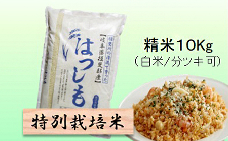特別栽培米★精米10kg（白米/5分/7分ツキ可）【ハツシモ】 玄米は別に出品　 白米