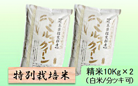 特別栽培米★精米20kg（白米/5分/7分ツキ可）【ミルキークイーン】 玄米は別に出品 白米