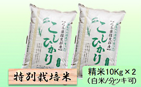 特別栽培米★精米20kg（白米/5分/7分ツキ可）【コシヒカリ】 玄米は別に出品 白米