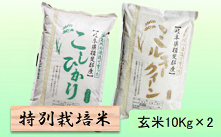 特別栽培米★玄米20kg 【コシヒカリ・ミルキークイーン】各10Kg
