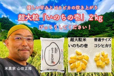 超大粒米「いのちの壱」2kg 米農家29年の経験をすべて注ぎ込んだ山ちゃん本気の限定米 