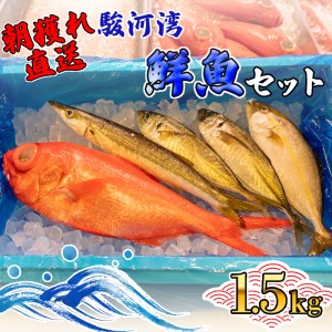 旬 鮮魚 セット 1.5kg 朝獲れ 沼津 駿河湾 金目鯛 鯵