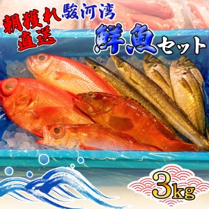 【価格改定予定】旬 鮮魚 セット 3kg 朝獲れ 沼津 駿河湾 金目鯛 鯵