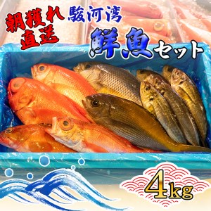 【価格改定予定】旬 鮮魚 セット 4kg 朝獲れ 沼津 駿河湾 金目鯛 鯵
