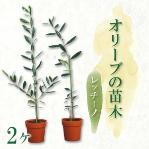 【価格改定予定】オリーブ苗木2本セット レッチーノ