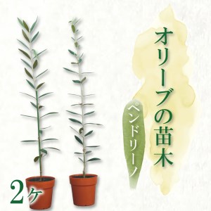 【価格改定予定】オリーブ苗木2本セット ペンドリーノ
