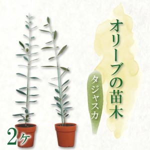【価格改定予定】オリーブ苗木2本セット タッジャスカ