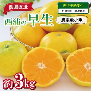 【予約受付】 みかん 早生 3kg 西浦 蜜柑 柑橘 オレンジ 減農薬
