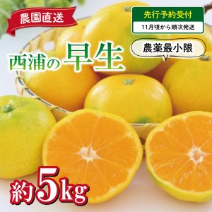 【予約受付】 みかん 早生 5kg 西浦 蜜柑 柑橘 オレンジ 減農薬
